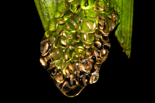 Transparent frog eggs hanging on a leaf. Eggs of an hourglass tree frog.