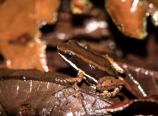 Talamanca rocket frog, striped rocket frog or Talamanca striped rocket frog (Allobates Talamancae) at Braulio Carrillo national park, Costa Rica. 