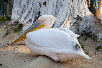 Pelican at the zoo