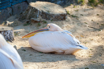 Pelican at the zoo