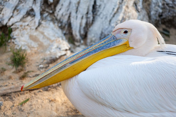Pelican at the zoo