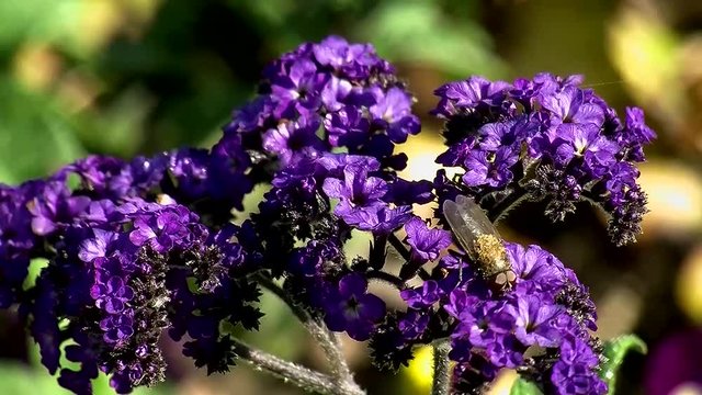 Eine Fliege auf den violetten Bl&uuml;ten einer Vanilleblume