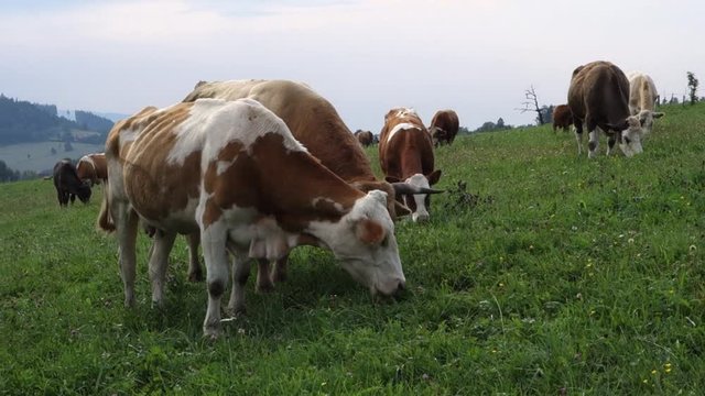Group of pinto cows grazing on pasture.