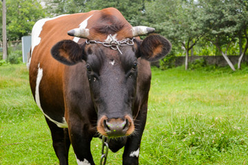 cow in field