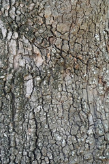 Texture. Bark of tree. The trunk of the plant. Sycamore. Large deciduous tree. In the mountains in Greece. Sithonia. Forest