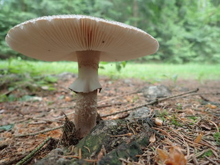 DETAIL OF A MUSHROOM IN A FOREST