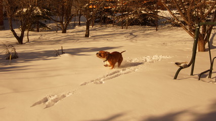 dog, snow, winter