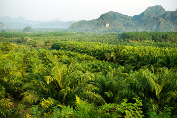 deforestation of the jungle and replacement by palm trees