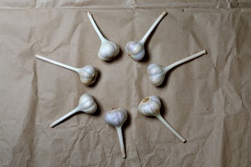 fresh garlic on paper background