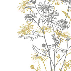 Tansy and Chamomile. Bouquet of hand drawn flowers and herbs. Botanical plant illustration. Vintage medicinal herbs sketch set of ink hand drawn medical herbs and plants sketch