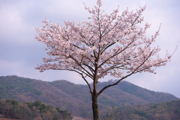 Obraz na płótnie Canvas Cherry Blossom in spring with Soft focus, Sakura season in korea,Background
