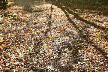 autumn road. autumn trail through the forest with leaves on the ground