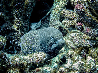 Moray Eel with Sharp Teeth Close Up Underwater