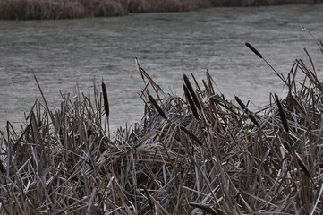 Trzciny nad wodą © Rafa