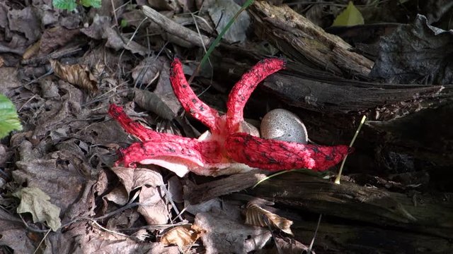 Clathrus archeri mushroom. Devil's Fingers. Striking species from Australia or New Zealand. Like the common stinkhorn. Fungus emerges from a partly buried white ball. Closeup photograph.