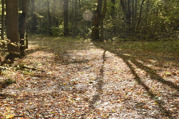 autumn road. autumn trail through the forest with leaves on the ground