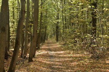 autumn road. autumn trail through the forest with leaves on the ground