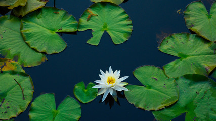 Blackwater Lily