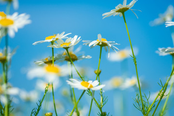 Fototapeta na wymiar white daisies growing on summer meadow in morning sunlight 