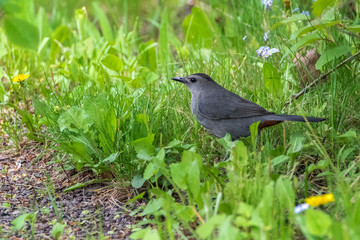 Close up of Gray Catbird walking in grass with wildflowers in springtime