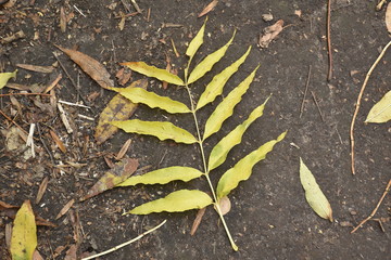 autumn nature. Dried autumn leaves for background
