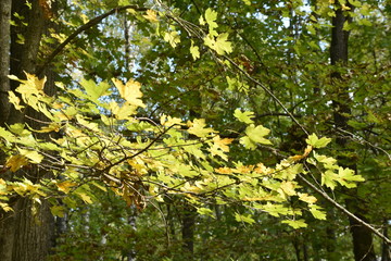 autumn nature. Dried autumn leaves for background