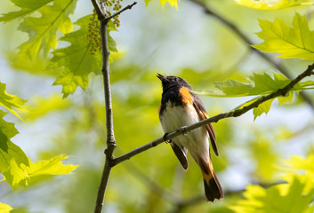 Male American Redstart perched on oak branch among young green leaves in springtime