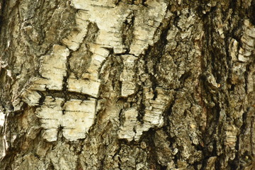Dark wood texture background surface with old natural pattern