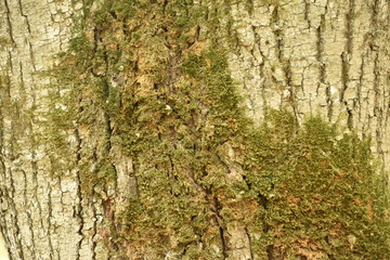 Dark wood texture background surface with old natural pattern