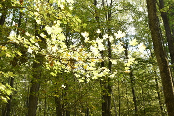 autumn nature. Dried autumn leaves for background