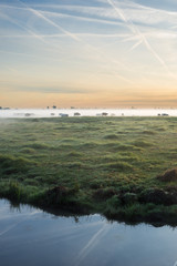 Beautiful landscape image with cows standing in the fog at sunrise