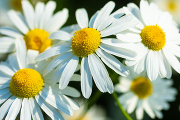 white daisies growing on summer meadow in morning sunlight 