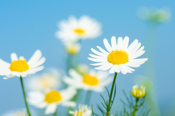 white daisies growing on summer meadow in morning sunlight 