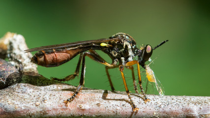 Macro of Robber Fly eating an aphid