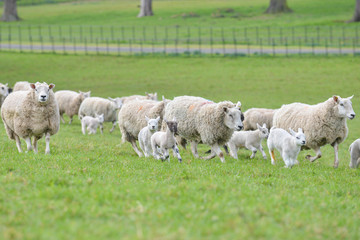 Sheep and lambs running through a lush green field in spring.