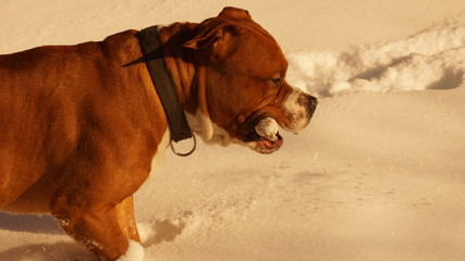 dog on the beach