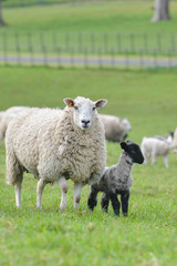 sheep in a field with a lamb by it's side.