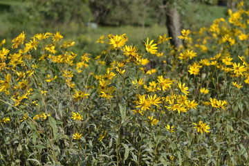 field of yellow flowers