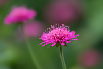 Pink flowers against green background