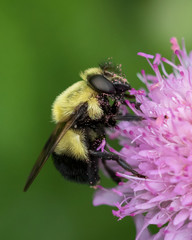 Bumblebee foraging pink flower pollen