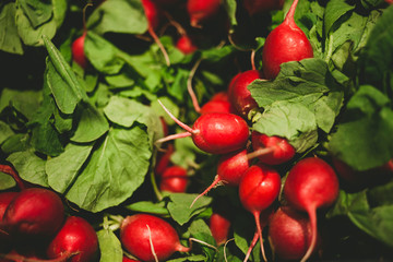 radish background