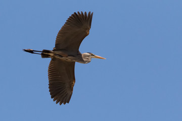 Great Blue Heron flying overhead in blue sky