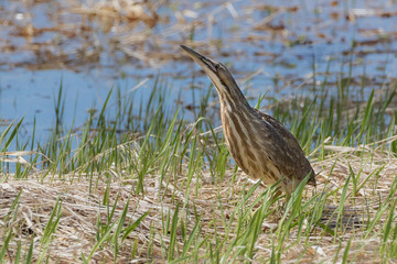 Close up of American Bittern bird standing in grass field near water