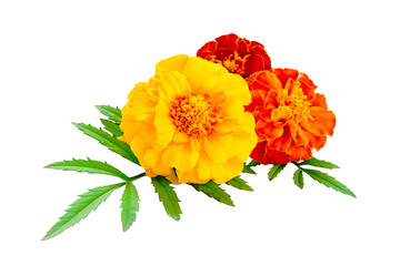 Three marigolds isolated on a white background. French calendula with red and yellow flowers close-up. Marigold flower, Marigold erect, Mexican marigold isolated on white background.