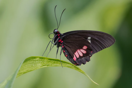 Cattle heart butterfly on leaf