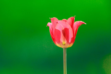 Red tulip and green background