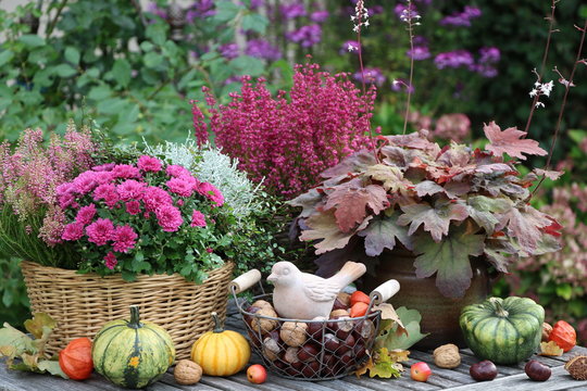 Gartendekoration mit Herbstblumen, Nüssen und Deko-Vogel