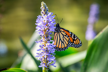A monarch butterfly perched on a flower on a late summers day