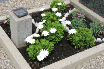 Am Friedhof, Grab mit Sommerbepflanzung mit Margeriten und Nelken, Grabpflege, Tod, Trauer, Sterben