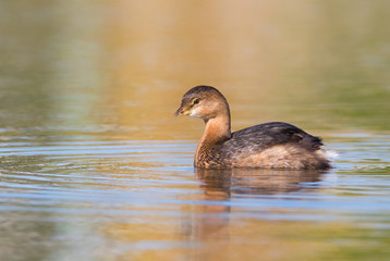 Pied-billed Grebe in autumn colors